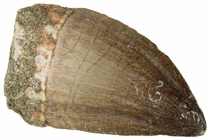 Fossil Mosasaur (Prognathodon) Tooth - Morocco #322636